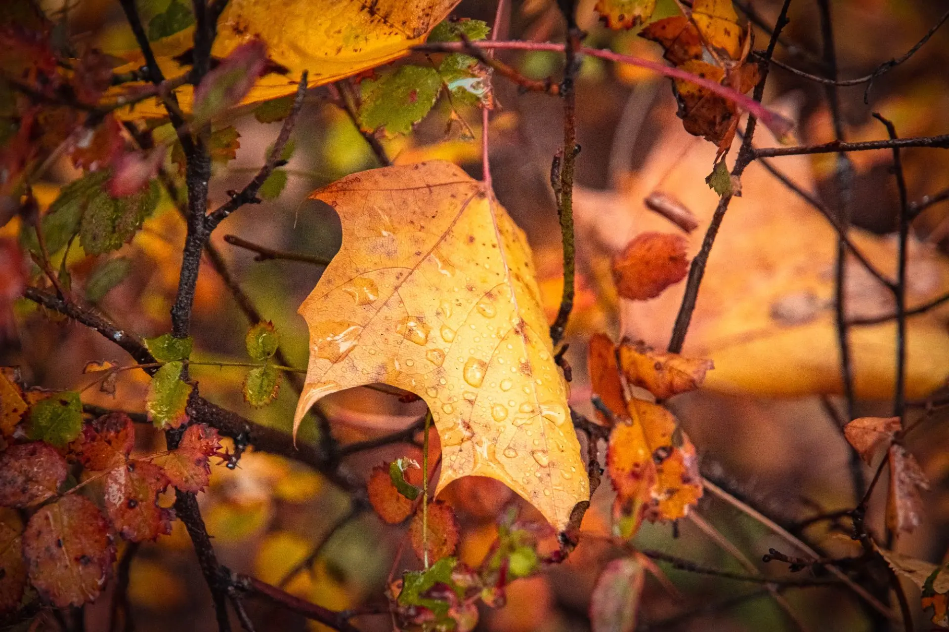 Осень🍁🍂🍃
