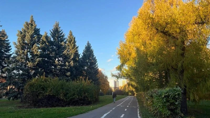 🌳 Осенняя аллея в парке 50-летия Октября