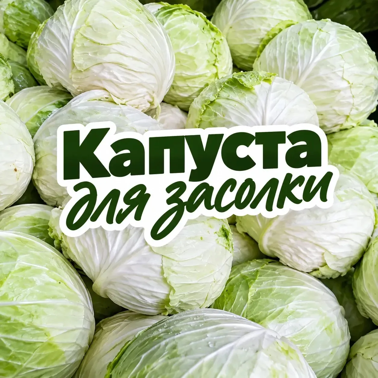 🥬 Готовимся к зиме! Та самая капуста для идеальной засолки.