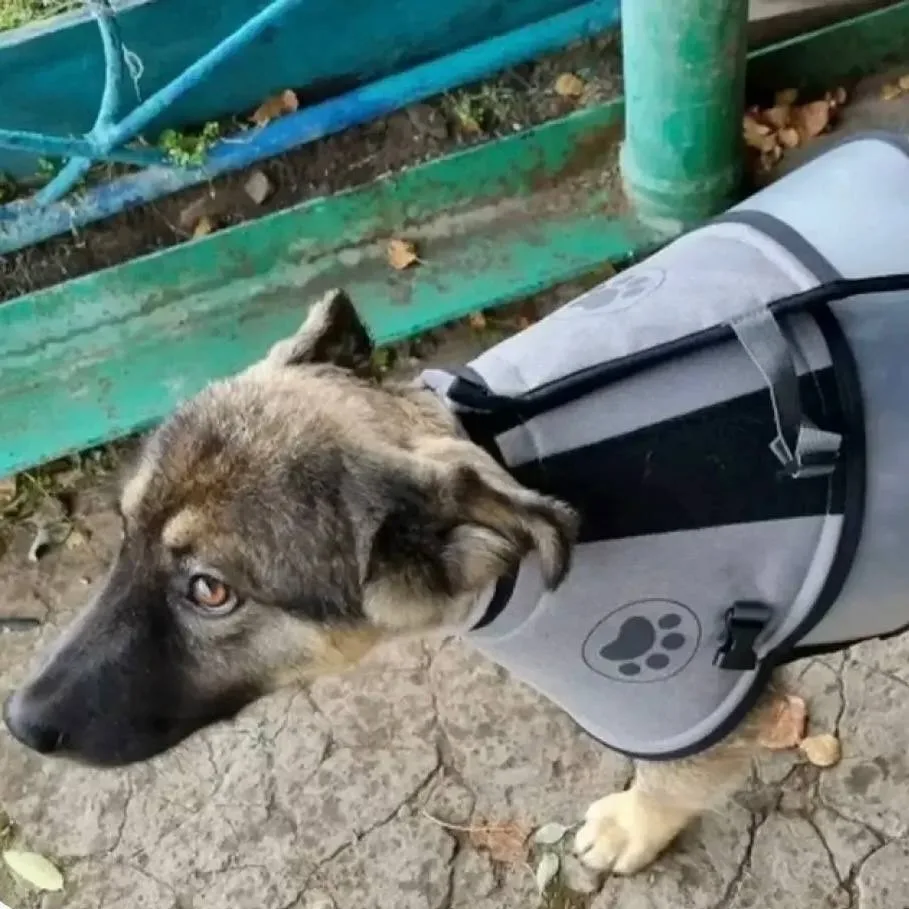 Щенок спас семью от медведя 🐻