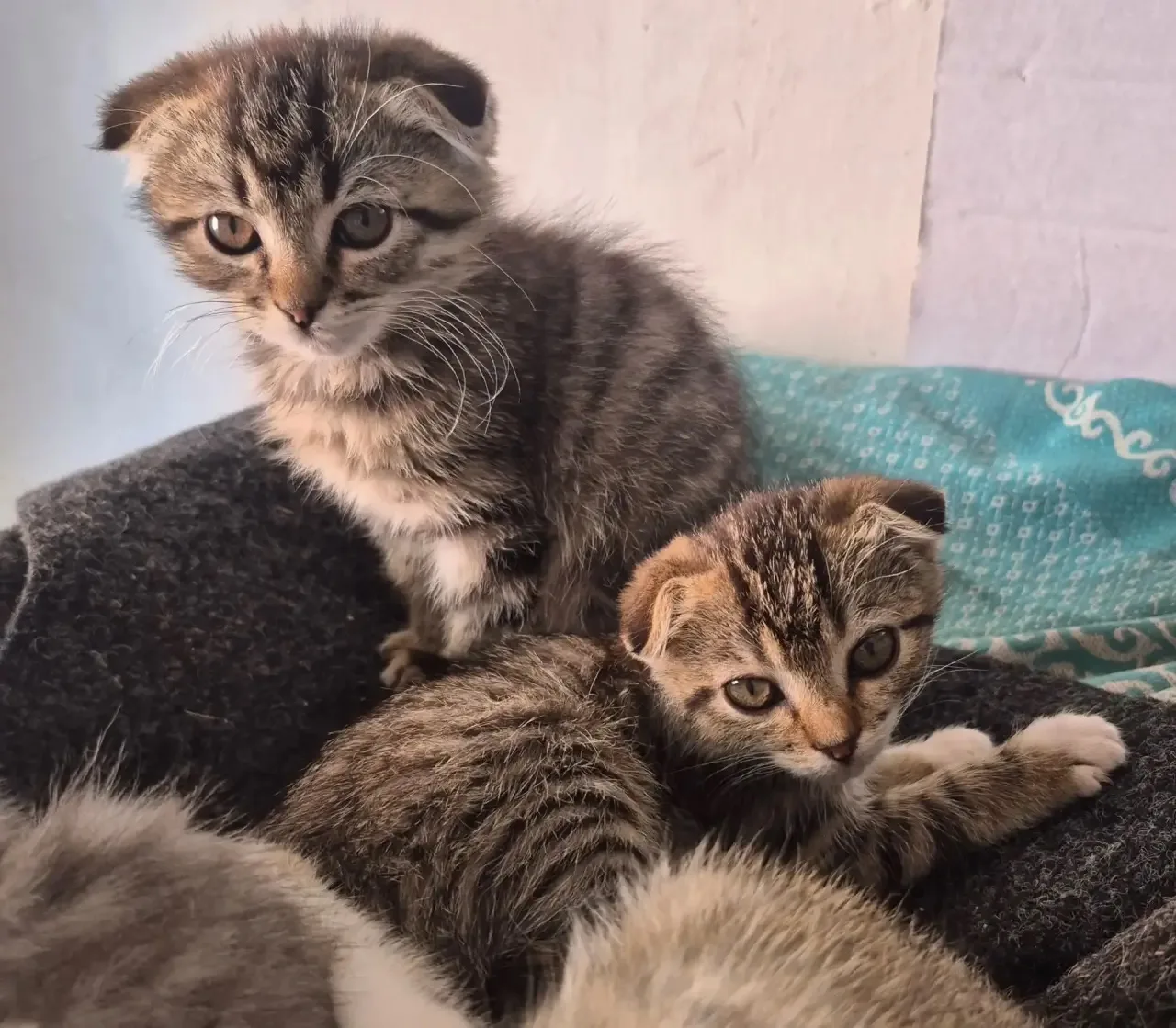 Отдам котят, 8 929 847 88 40