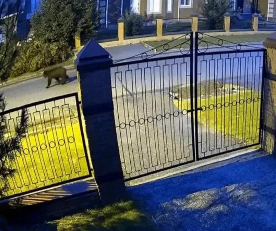 Медведи ходят уже по Томску! Почему хищники все чаще выходят к людям?
