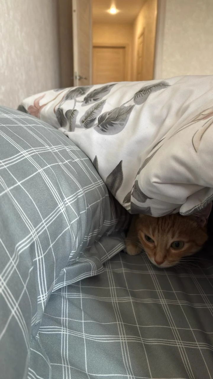 🐾 Мяу! Я проснулась. Кажется, уже обед.
