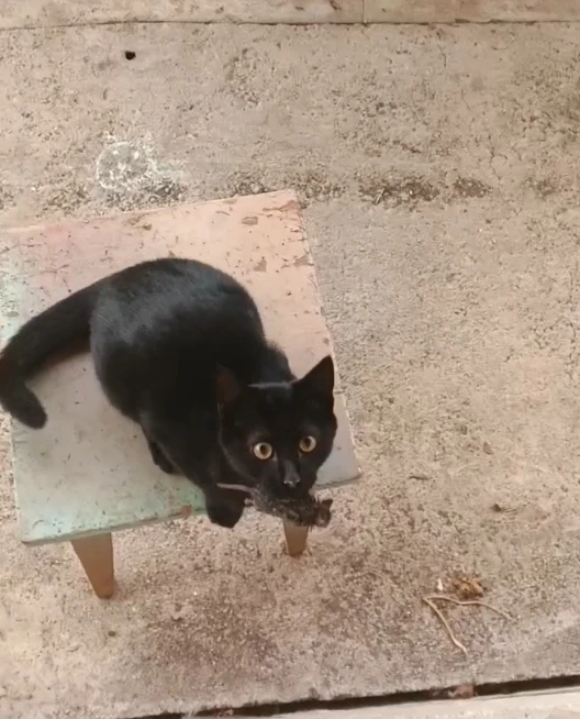 Сегодня Перцу🐱 4 месяца, и он решил принести домой мышку 🐁 😊