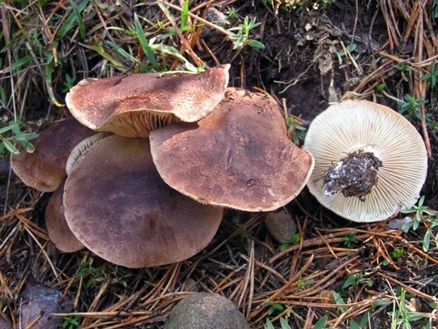 🍴 ДОСЬЕ: рядовка чешуйчатая, сластушка (Tricholoma imbricatum; (Fr.) P. Kumm., 1871)