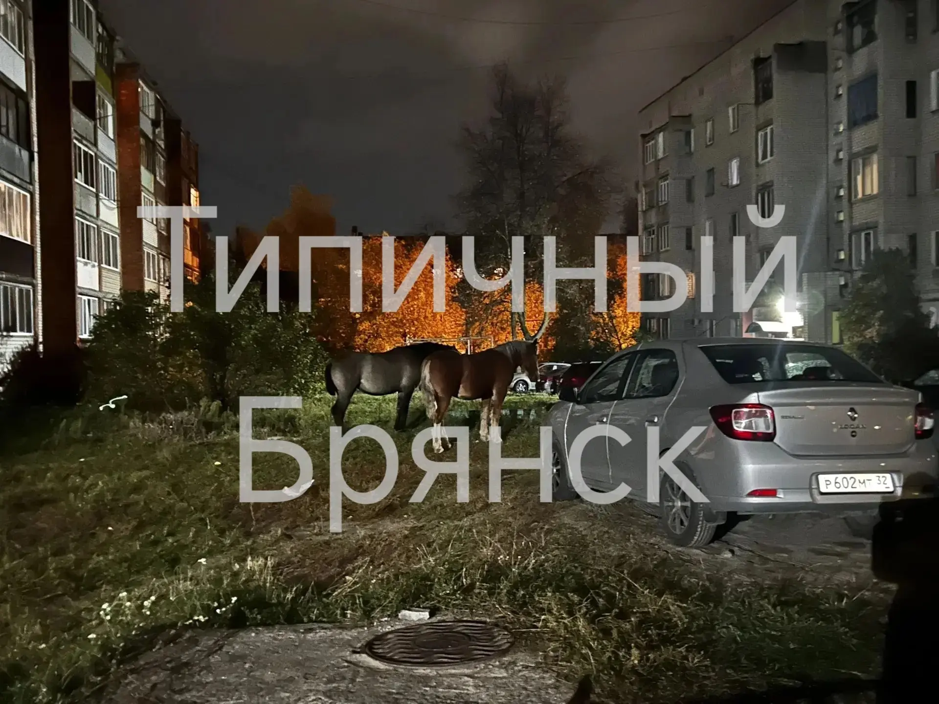 В Фокинском районе на улице Новозыбковская по дворам и детским площадкам разгуливают ло...