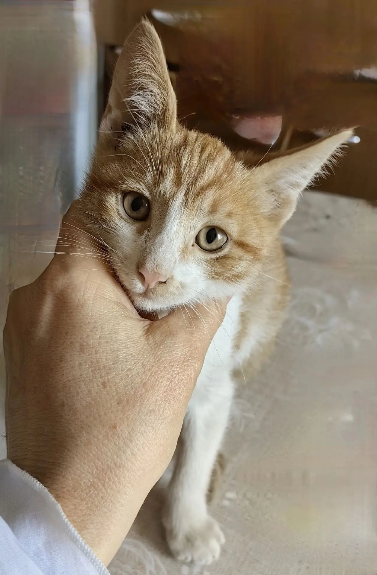 Спасла с улицы котика мес 4,5. Был ослабление, откормила. Здоровый. Игривый ласковый, о...
