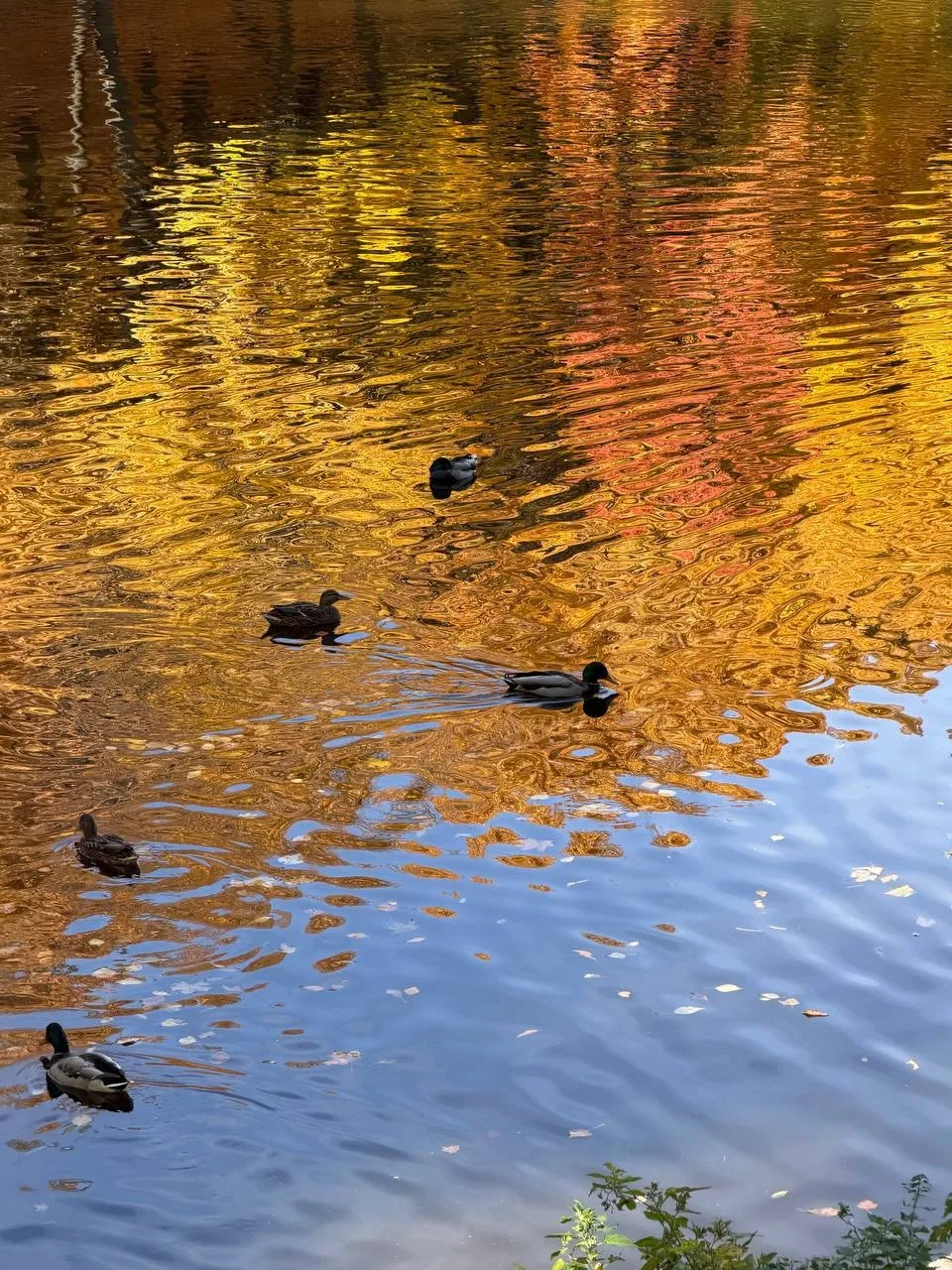 В Октябрьском ущелье золотая осень золотая 🍂
