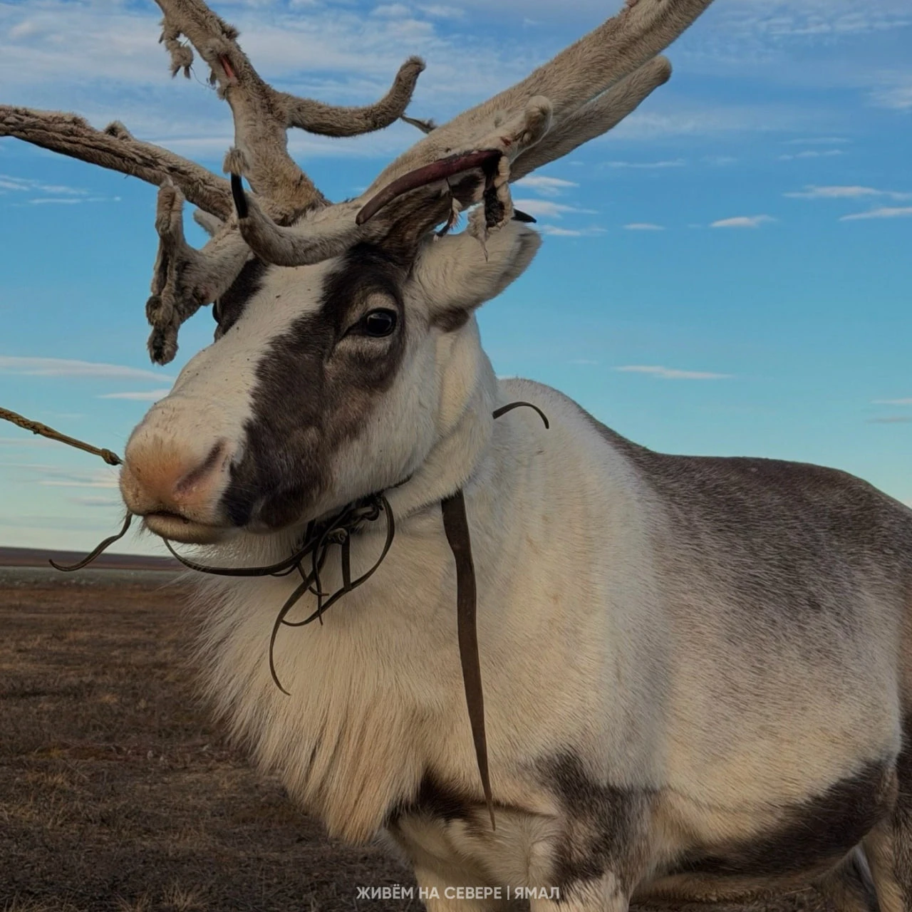 🦌 Жизнь кочевая