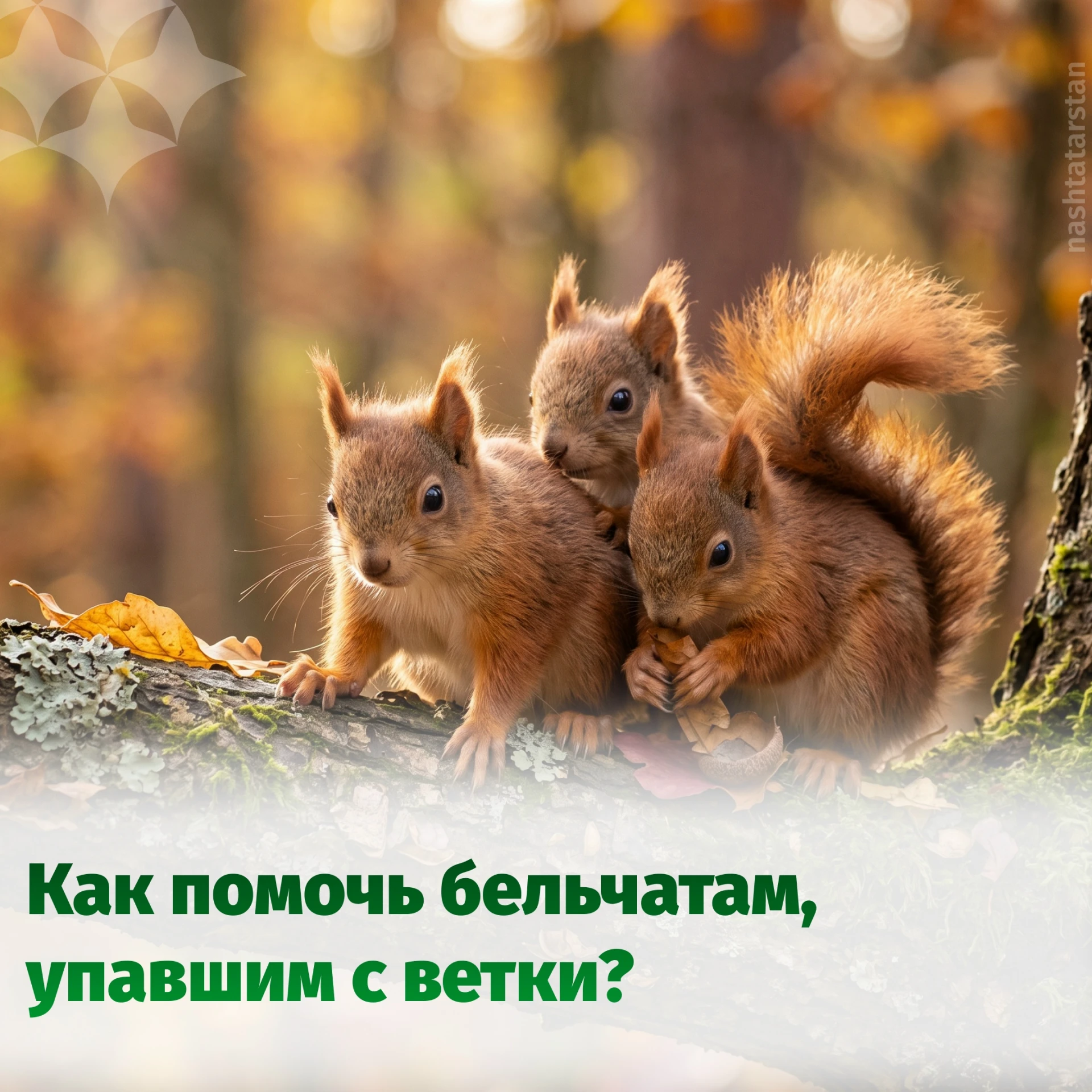 🐿 Необычное явление сейчас можно наблюдать в парках и лесах республики