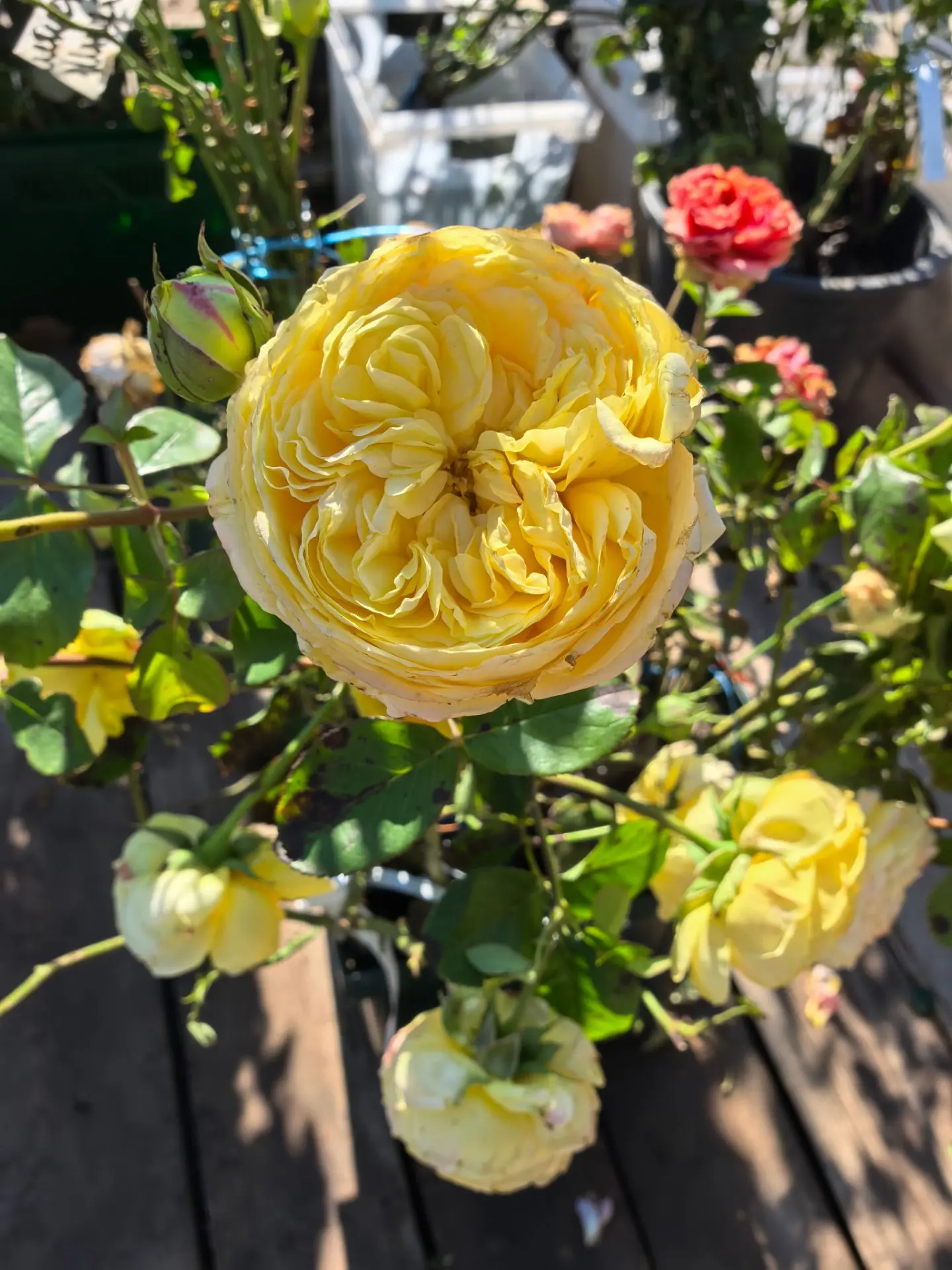 Пришла поставка роз🌹