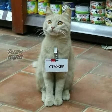 Бесплатные стажёры в России могут остаться в прошлом