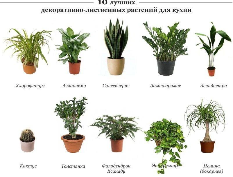 Растения для кухни