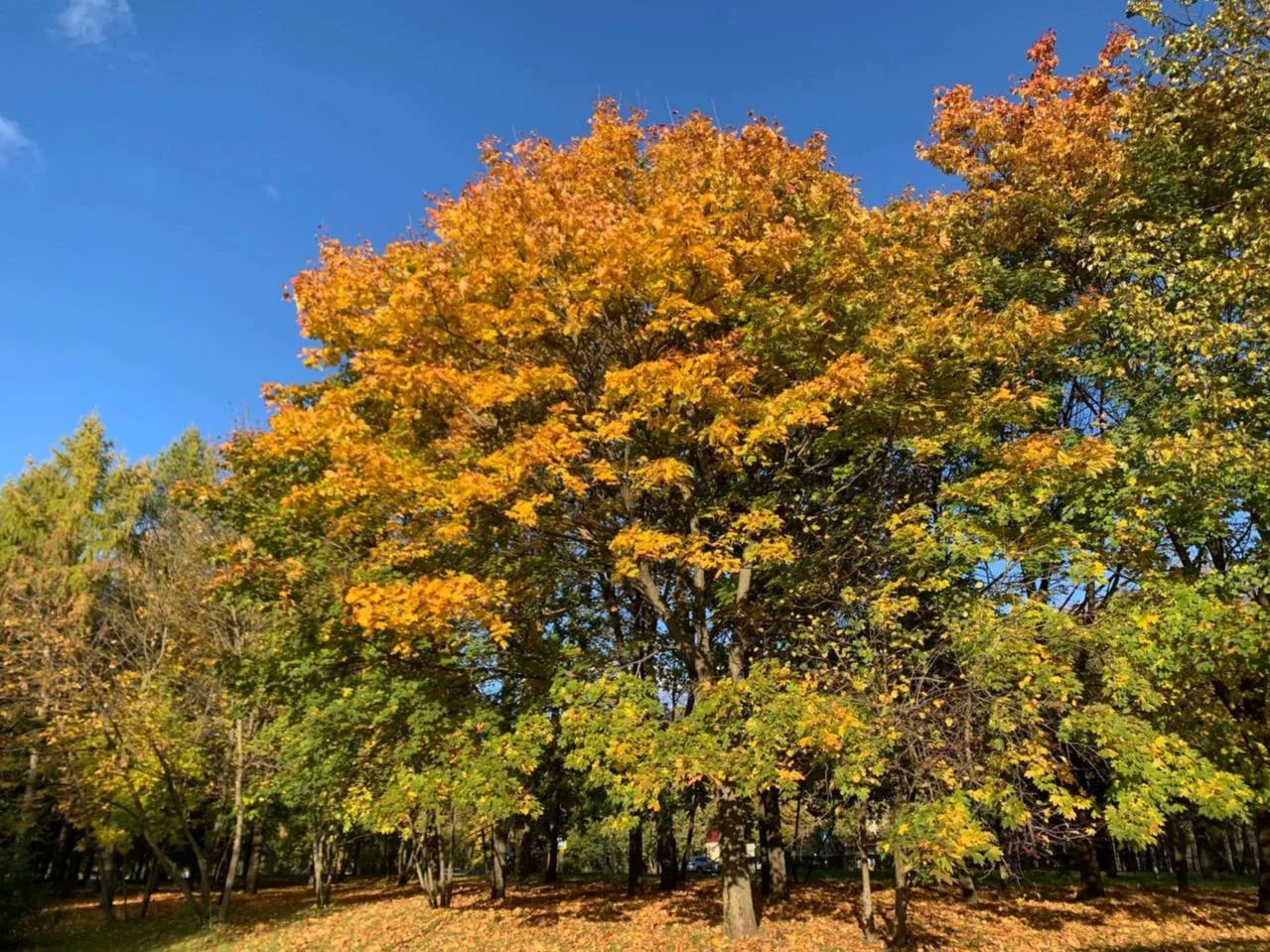🍂 Осенний кадр парка Кузьминки-Люблино