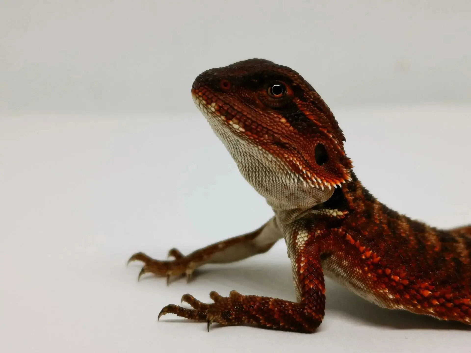 Монстрики в продаже ❤️🦎