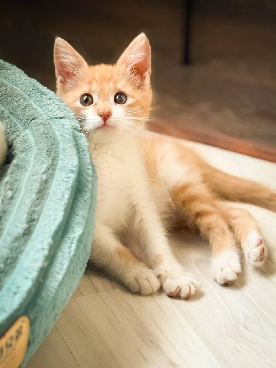 Кошечка Кейт ищет  маму и папу для совместных диверсий🤭