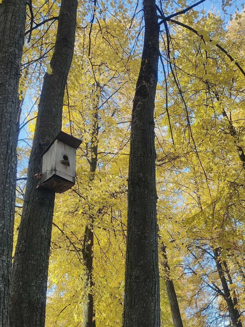 🌳 В Тетюшах нашли, куда девать старые качели