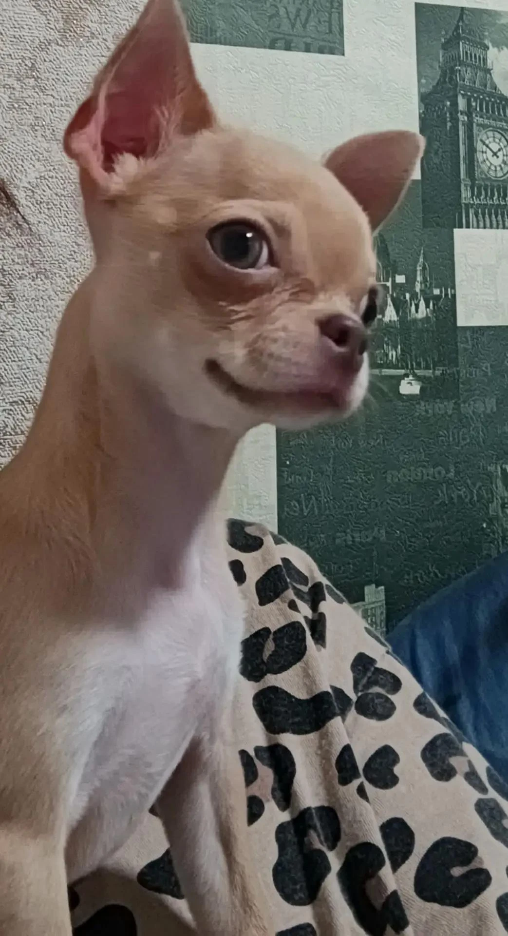 ПОМОГИТЕ ВЕРНУТЬ СОБАЧКУ РЕБЁНКУ! 🐶