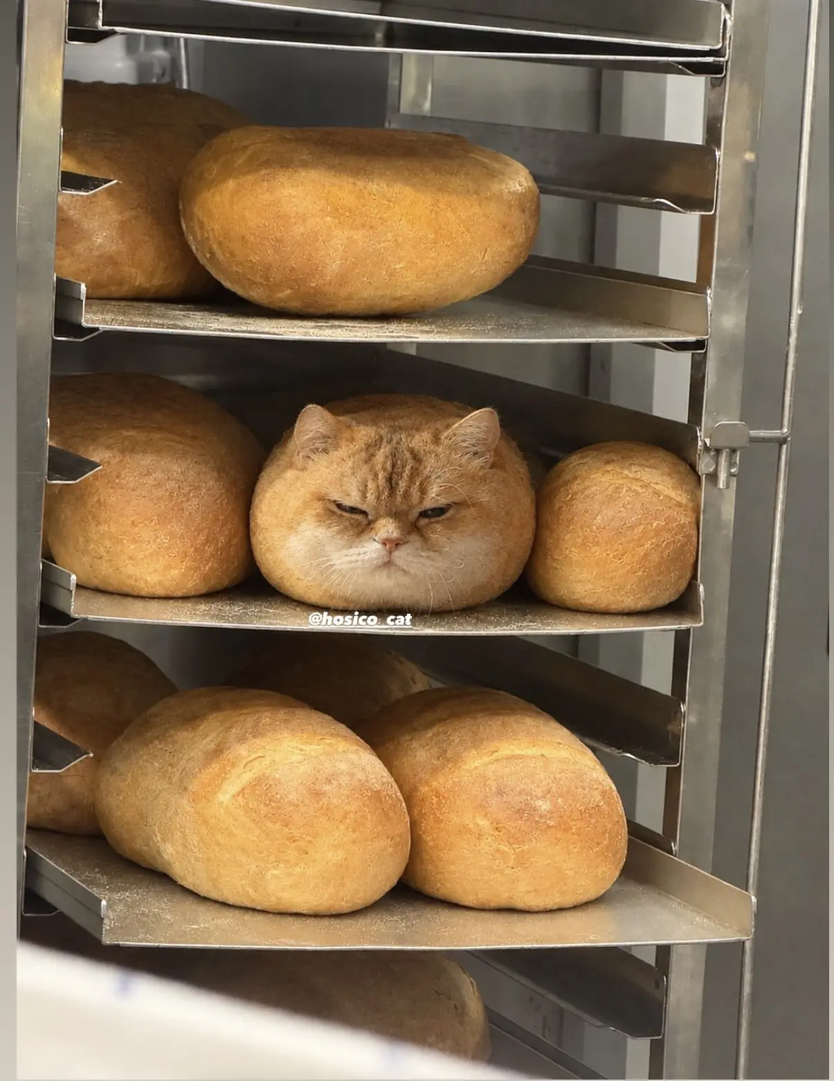 Свежий хлебушек 🍞