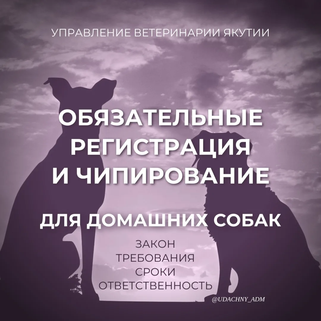 Регистрация и чипирование собак в Якутии