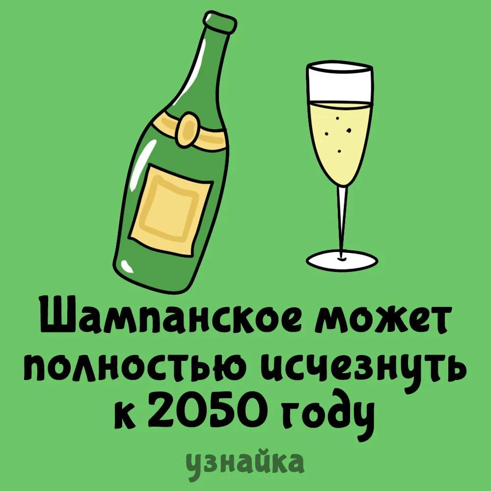 Три сорта винограда, которые используются в производстве шампанского — шардоне, пино ну...