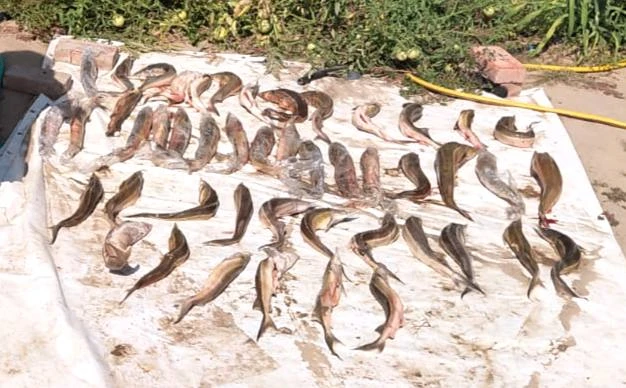 🎣 Астраханец наловил рыбы на полмиллиона и получил два уголовных дела