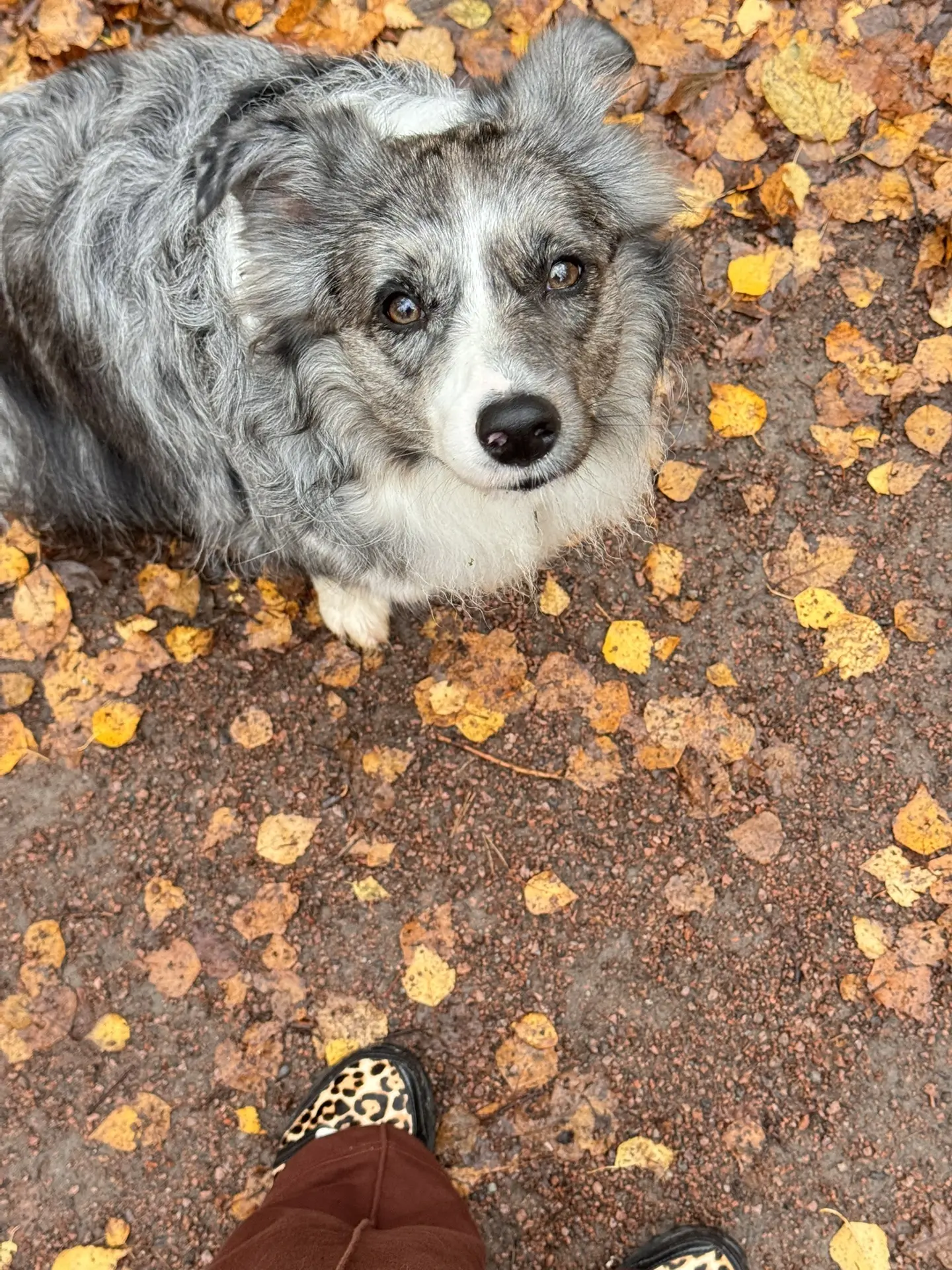 Любимая булочка😍 у этой собаки невероятно много любви ко всем членам семьи. Даже не зн...
