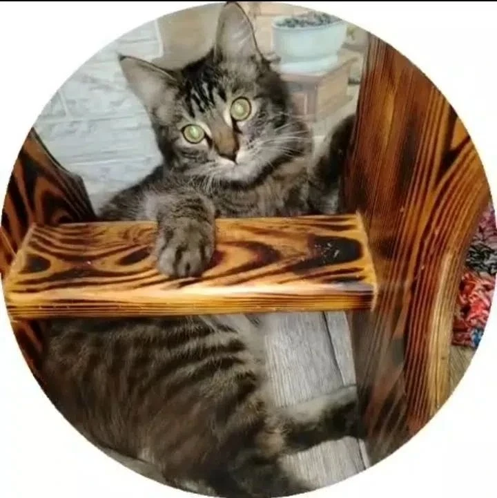 Пропал котик Феликс. Малоенисейское. 89237963169