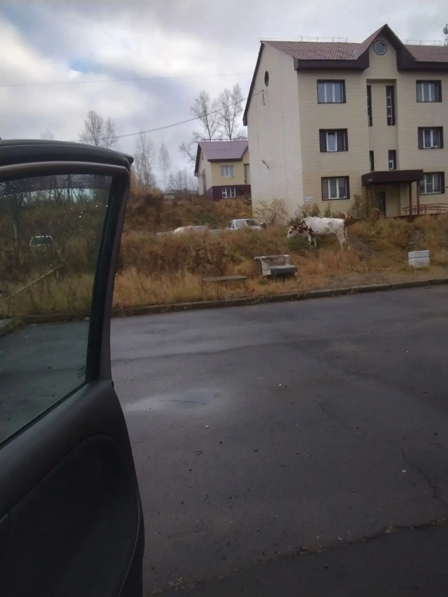 Чьи коровы? 🐄