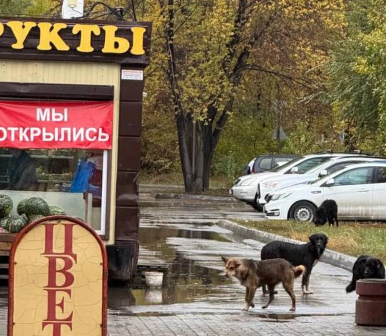 Жители Амурского посёлка в Омске жалуются на стаю бродячих собак — животные пугают люде...