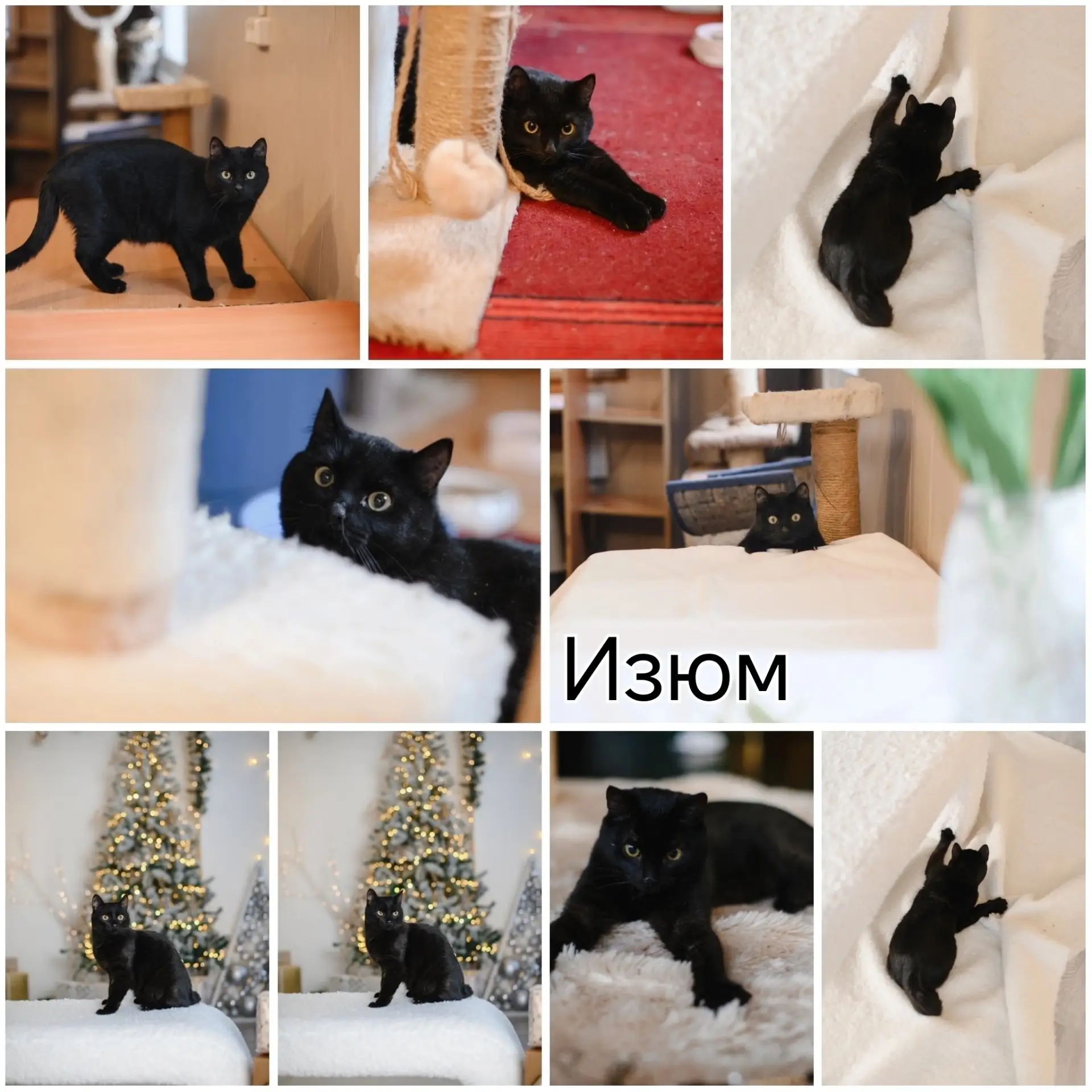 ❤ Ищем новый дом для котика Изюма! ❤