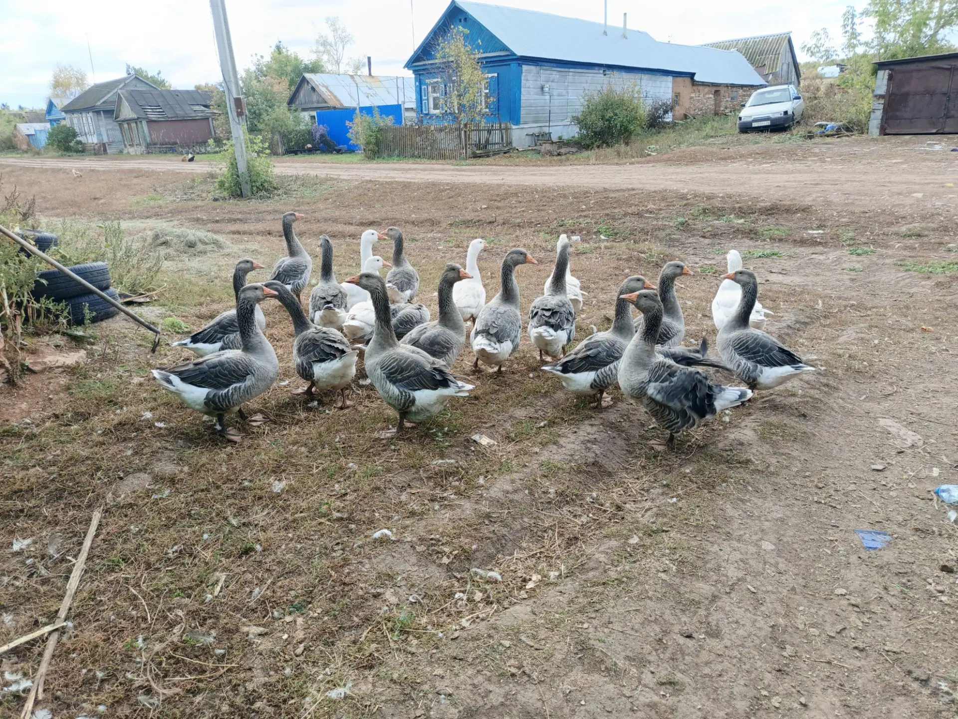 Продам гусей живьем обращаться в лс