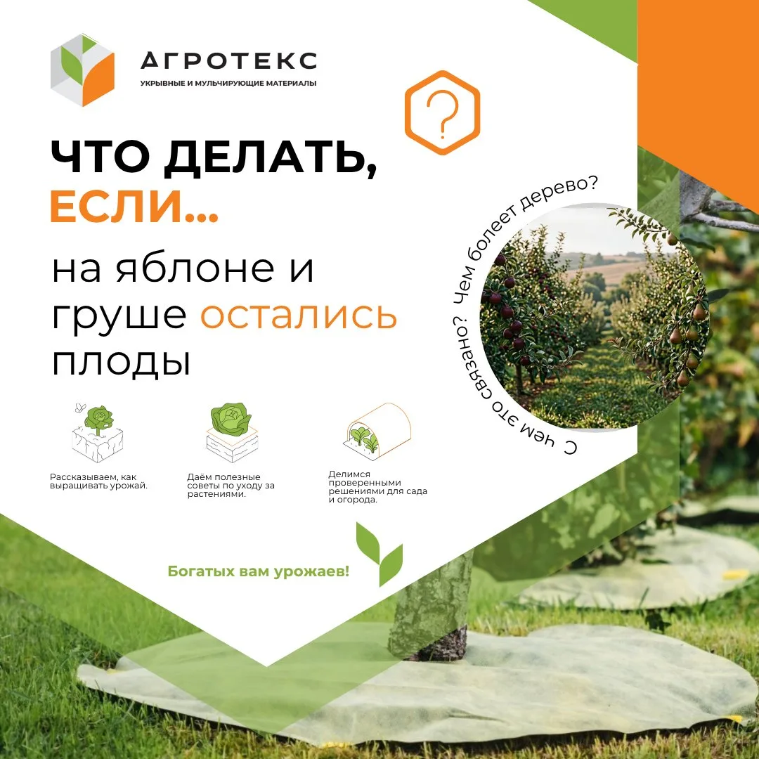 🍎 🍐 Если вы видите на деревьях мумифицированные плоды, то знайте, что они поражены мо...