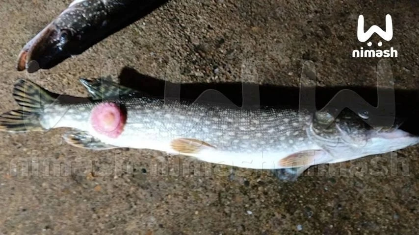 🐟 Щучья чума распространяется в водоёмах Нижегородской области