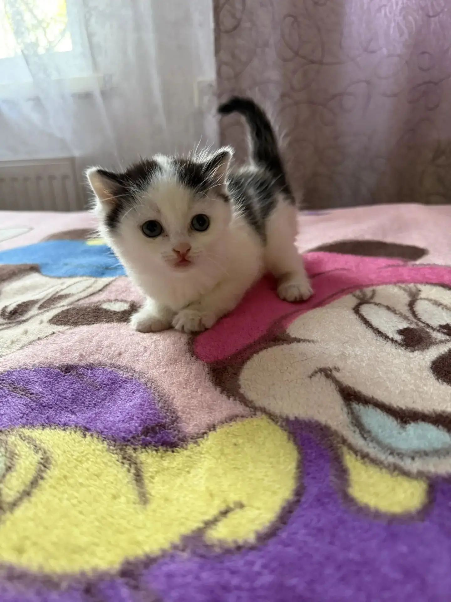 Отдадим котят в добрые руки, звоните 89507214225, черная девочка, остальные мальчики