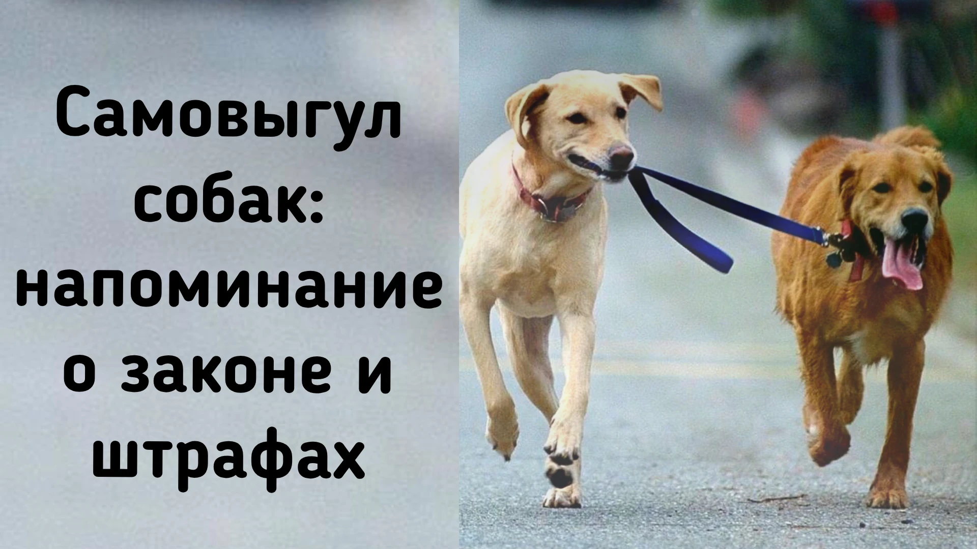 Бродячие животные и самовыгул: как обеспечить безопасность в нашем посёлке
