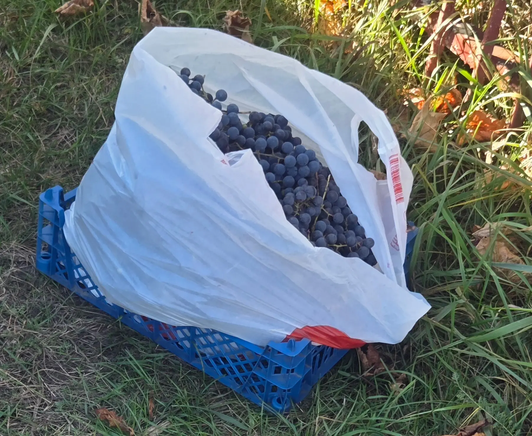 Продам Изабелла виноград.