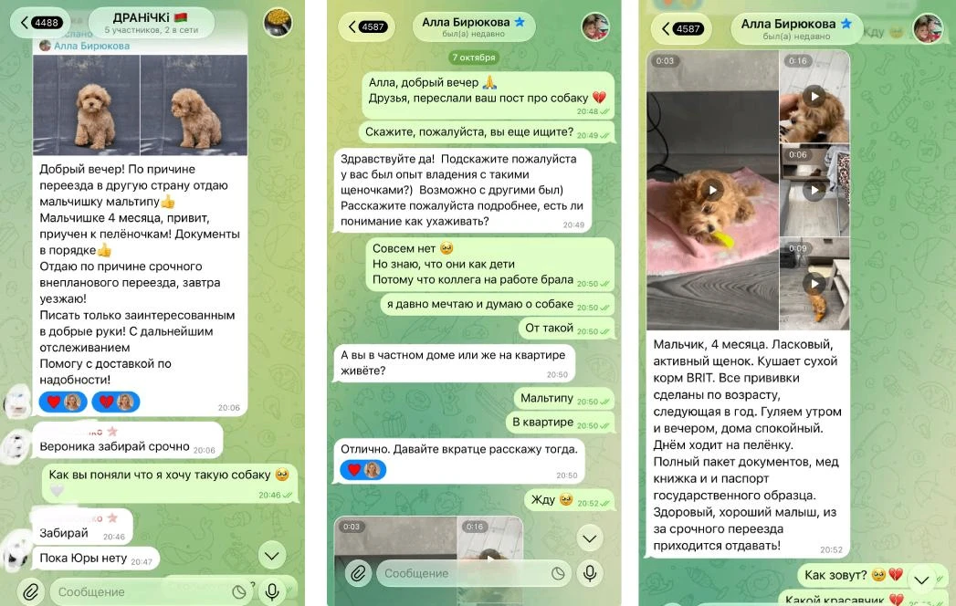 Мошенники начали выманивать деньги под видом спасения щенков