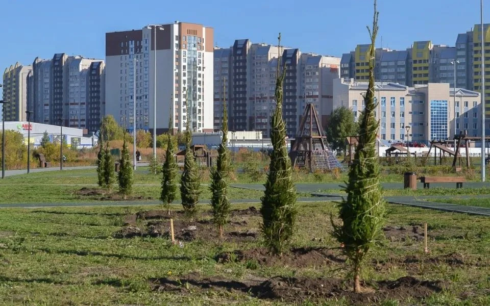 На улице Шумакова в Барнауле высадили ели и сосны