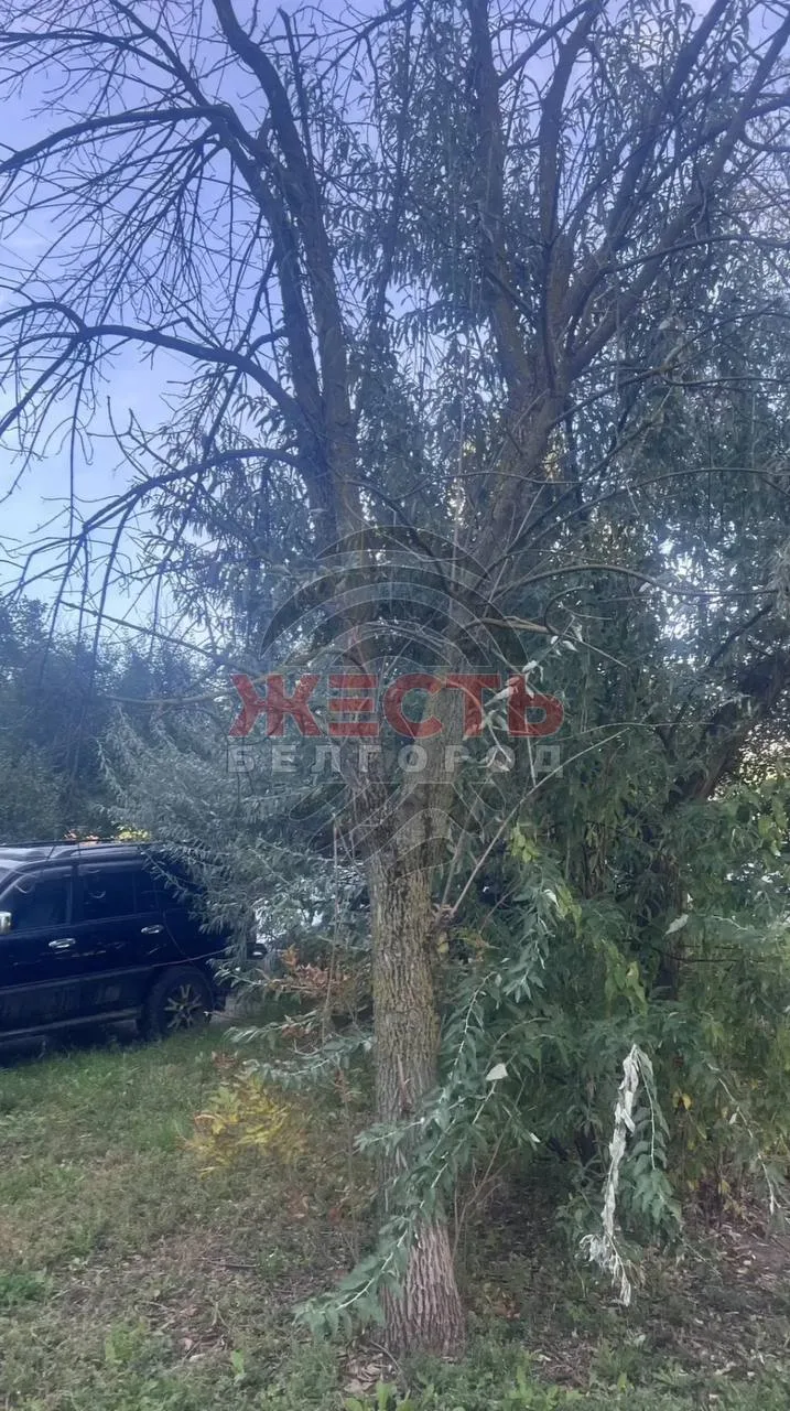 На Щорса просят проверить два дерева