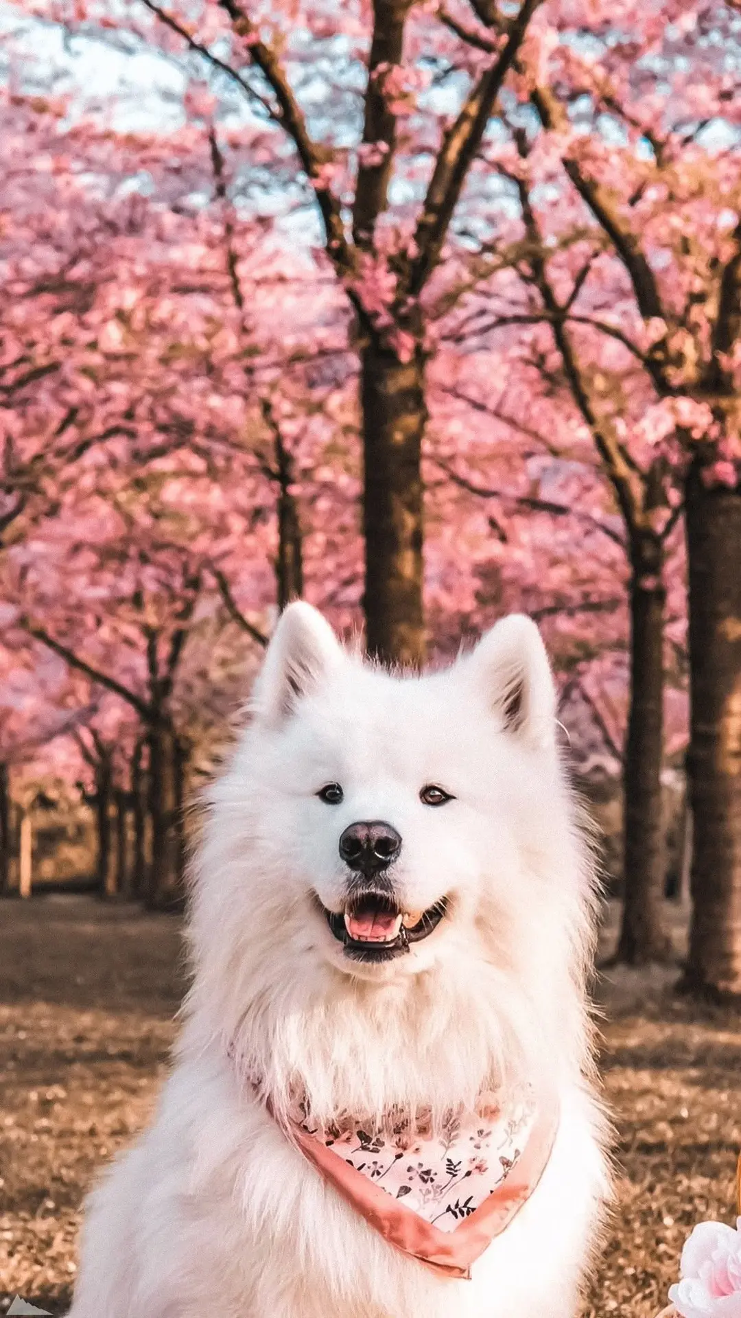 Обои на телефон с собачками 🐶