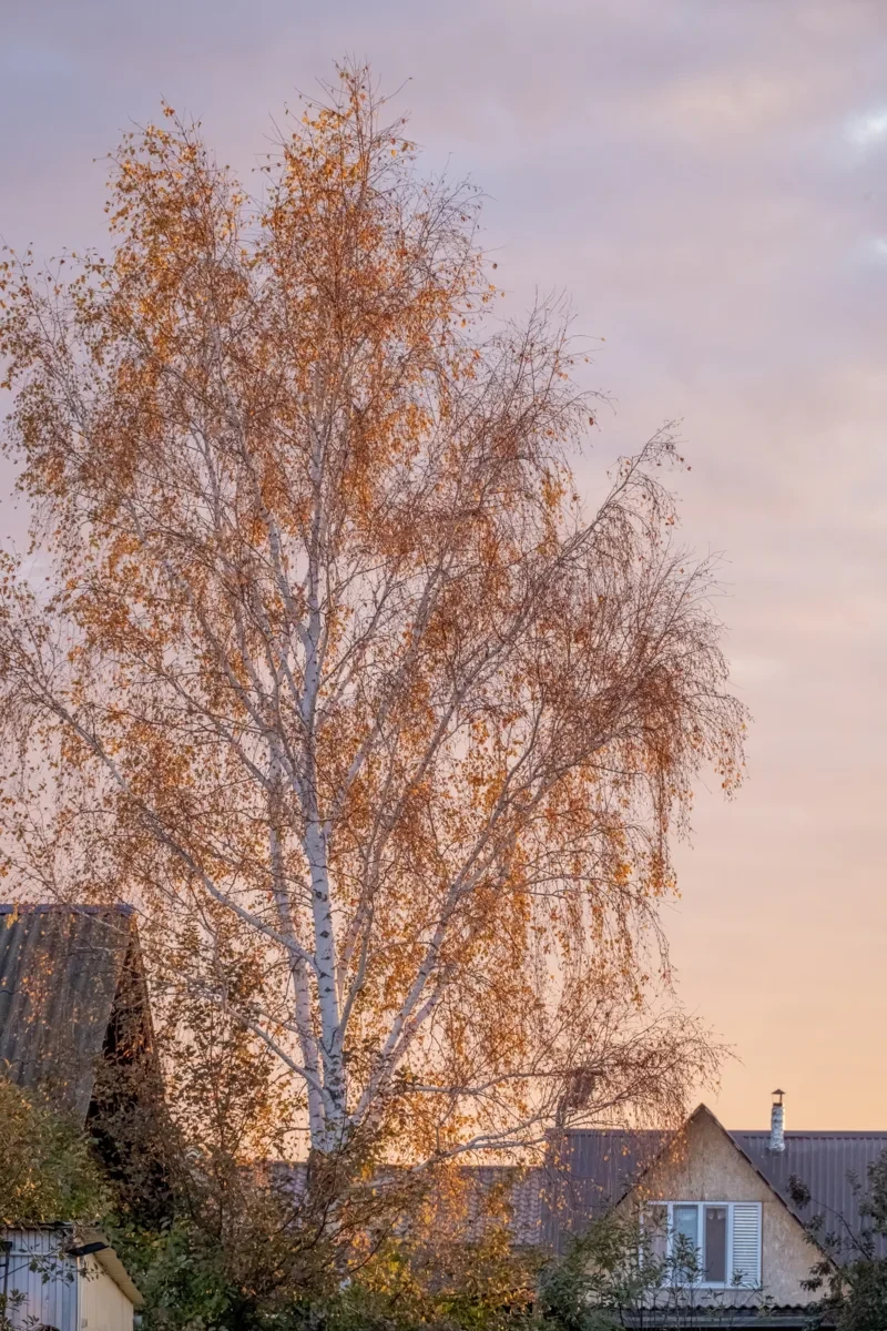 🍂 Береза над крышами