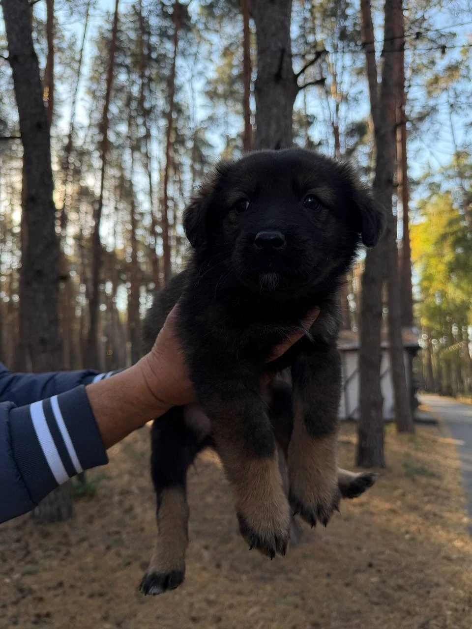🐾 А вдруг это тот самый знак, чтобы завести четвероногого друга?
