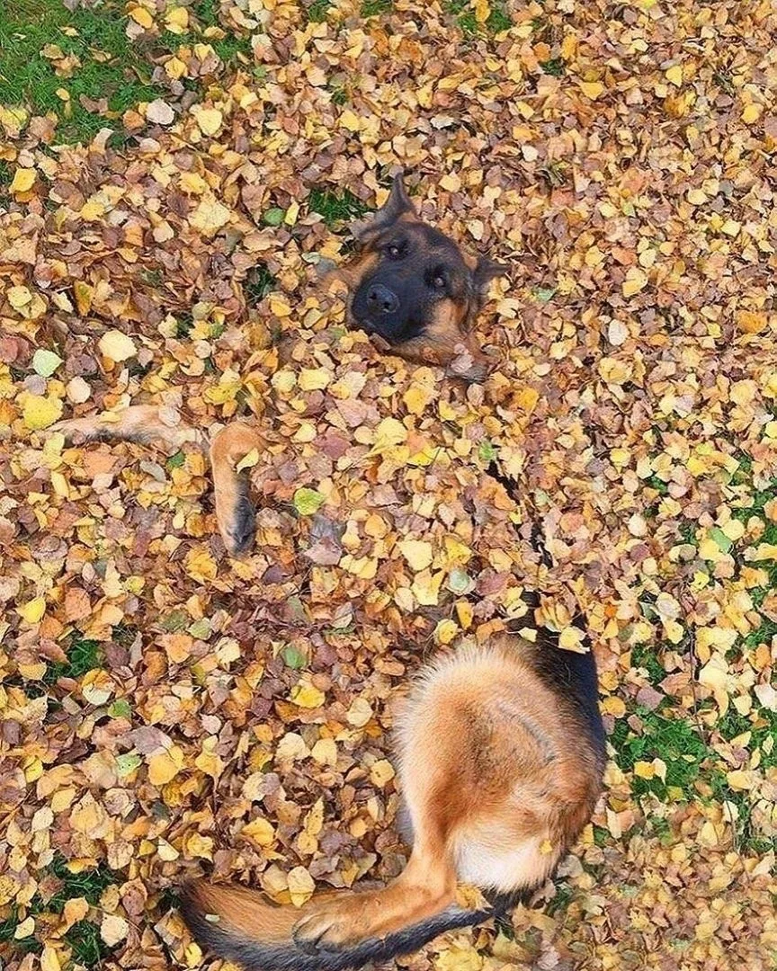 Дaже у собaчки есть фото с лиcтьями, а у тeбя до сих пoр нeт 😅