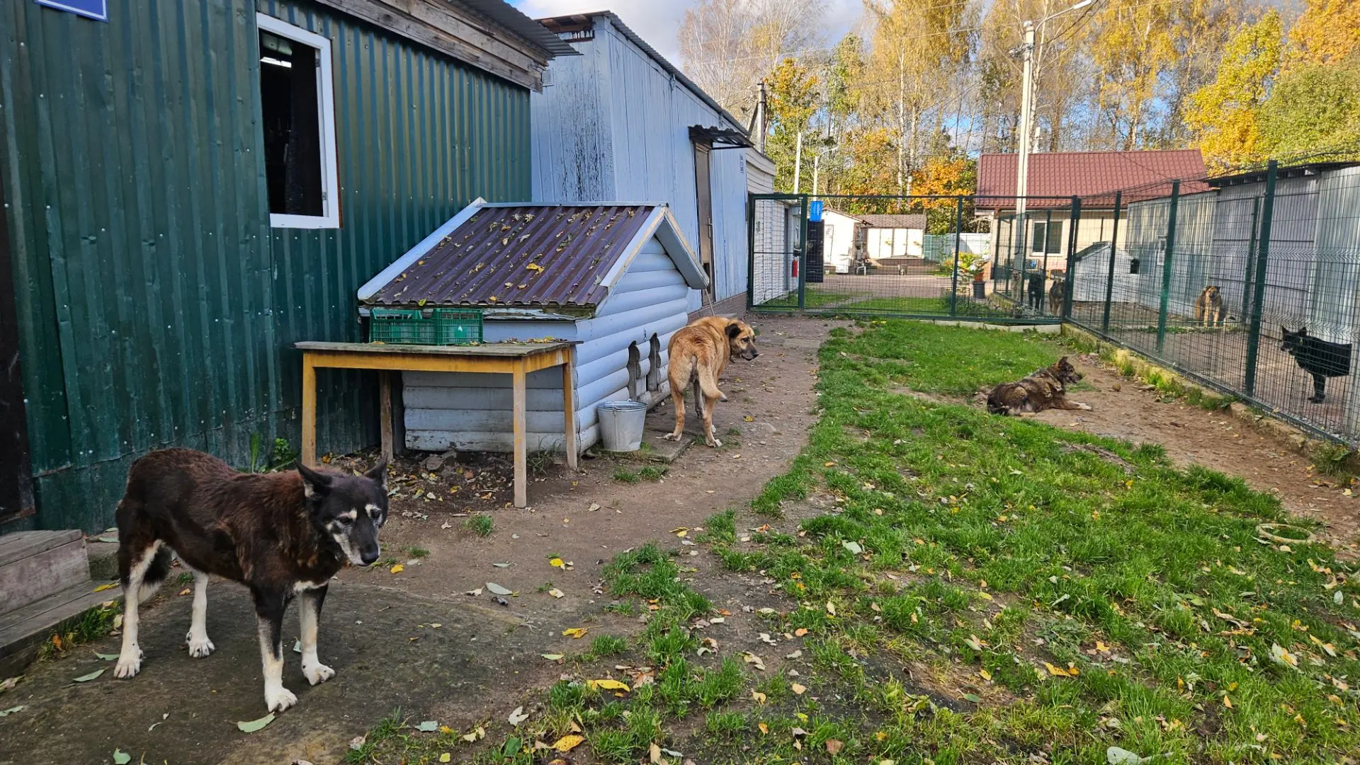 Ужин ждут собачки🐾🐾
