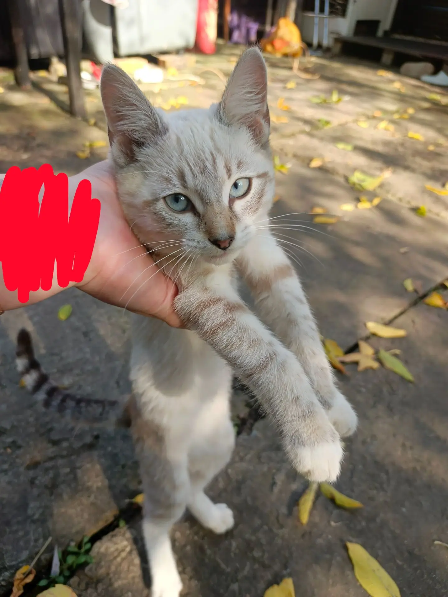 Кто потерял кота.