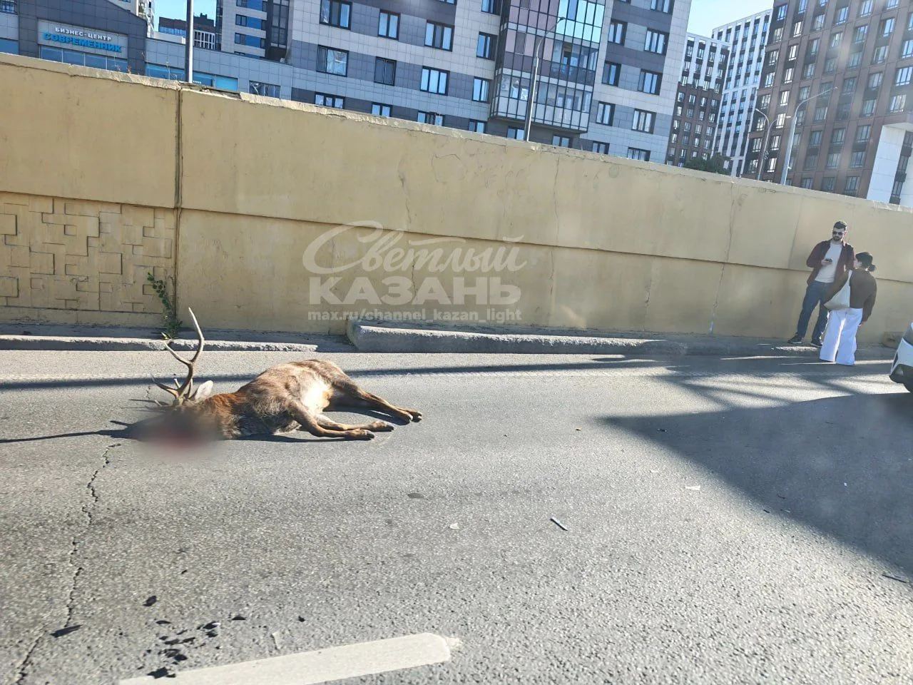 ⚠️ Сбили оленя на Амирхана