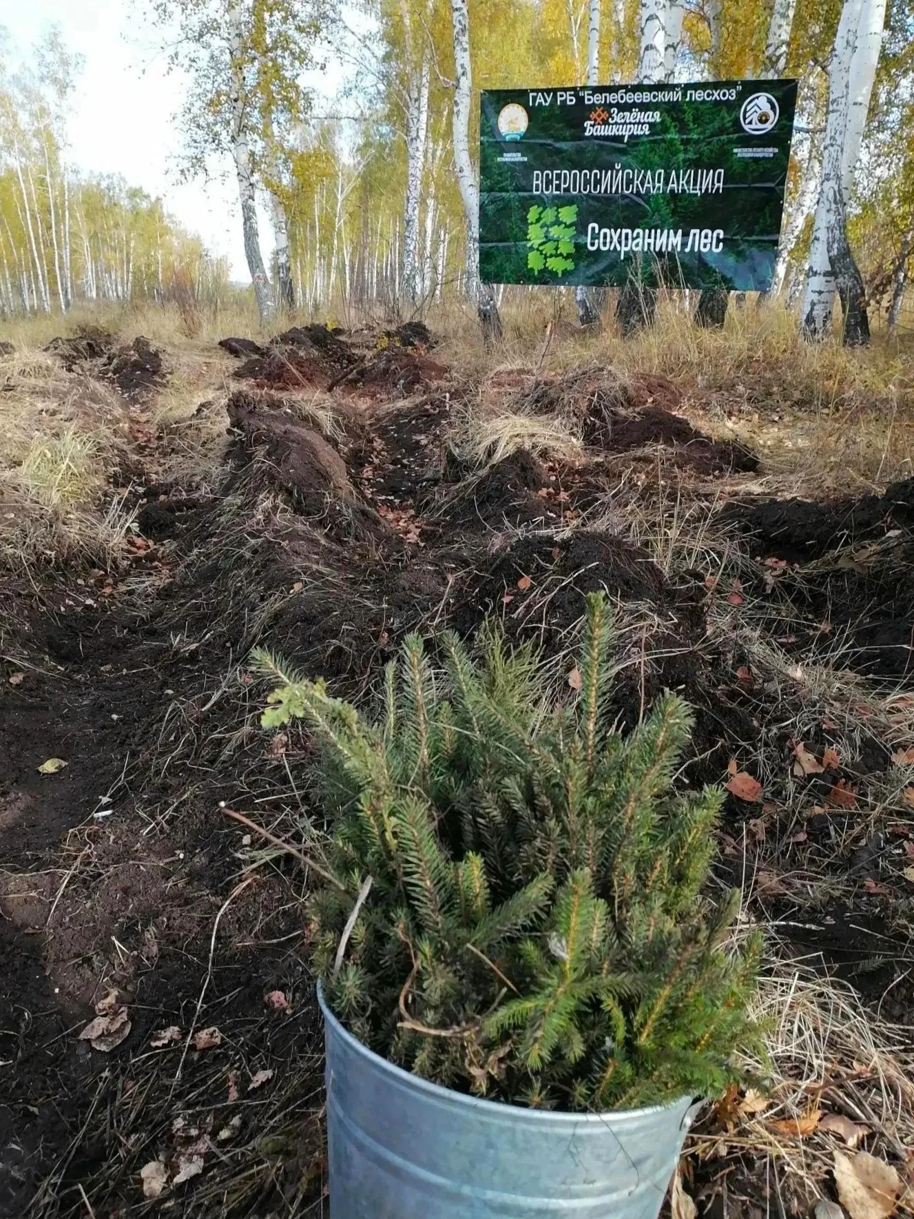 🌲 Здесь будет еловый лес
