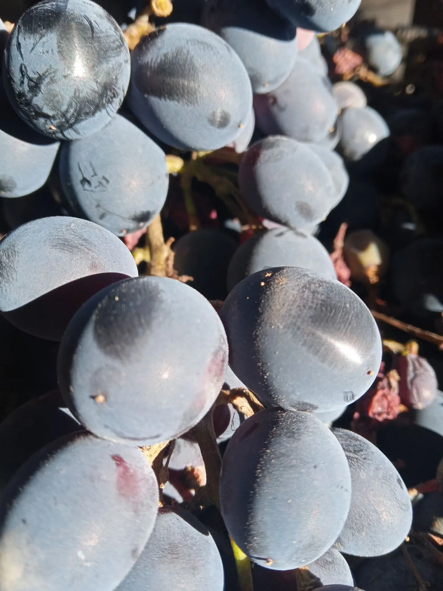 Виноград собран — пора подводить итоги сезона 🍇