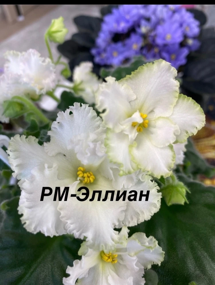 Продам детки сортовой фиалки, цена 100р